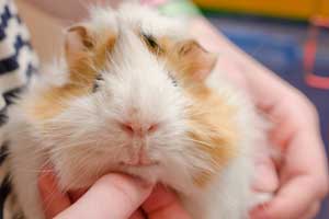 Best Guinea Pig Water Bottles
