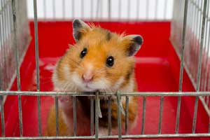 Best-Hamster-Cages