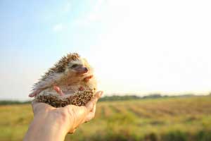 Best Hedgehog Wheel