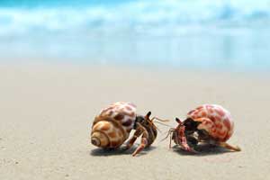 Best Hermit Crab Food