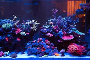 Best Saltwater Fish Tanks