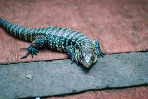 Best-Tegu-Enclosure