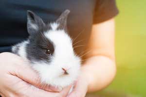 Best Water Bottle for Rabbits