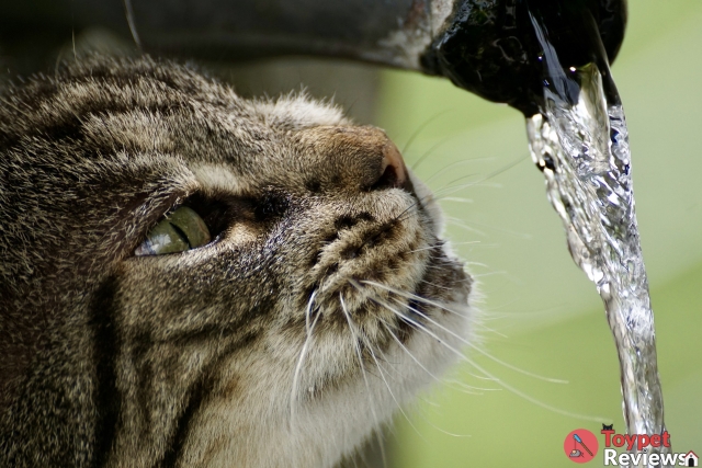 closeup on cat drinking falling water