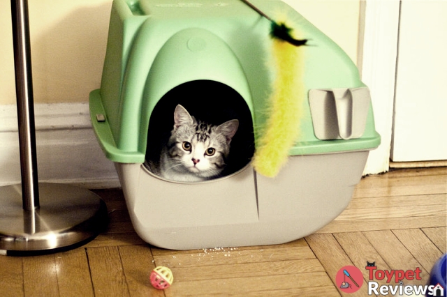 cat in covered litter box