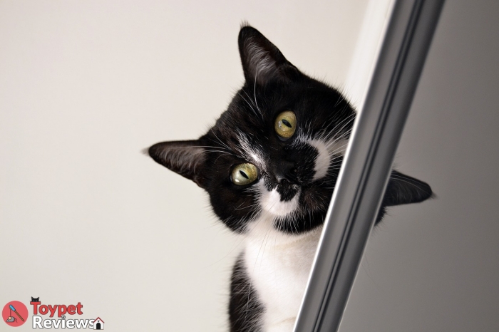 indoor cat looking from above