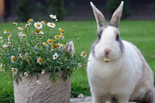 The Dutch Rabbit