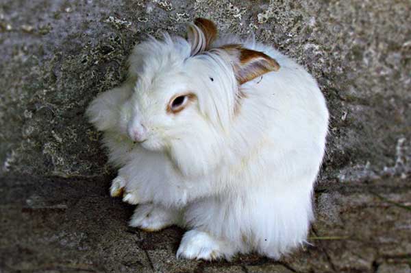 The English Angora