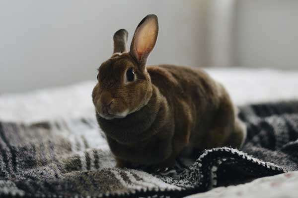 The Polish Rabbit