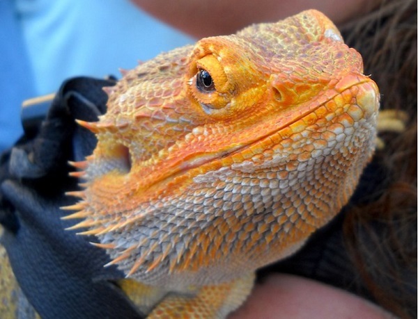 best bearded dragon leash harness