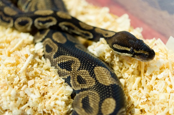 best bedding for ball python