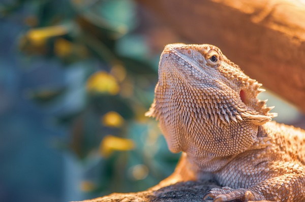 Best bedding for bearded dragons