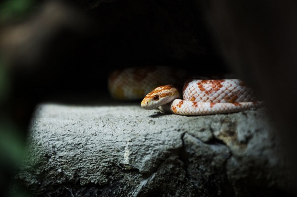 best bedding for corn snakes