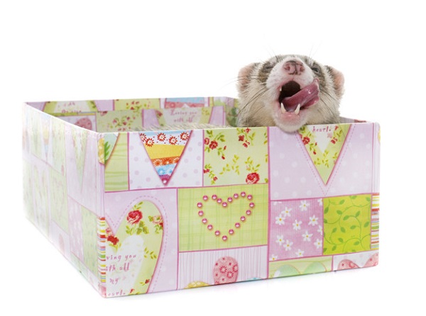 best bedding for ferrets