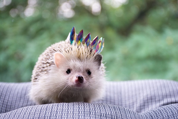 best bedding for hedgehogs