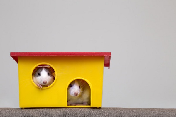 best cage for mice