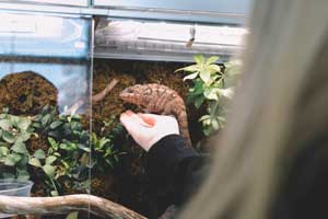Best Chameleon Cage