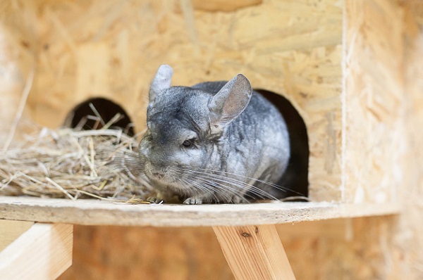 best chinchilla hay