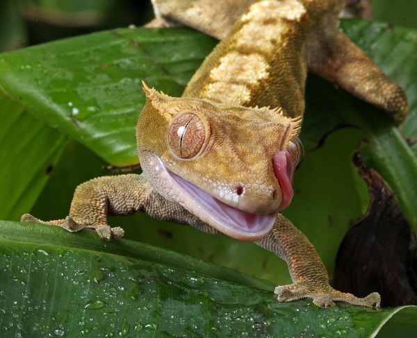 best crested gecko cage