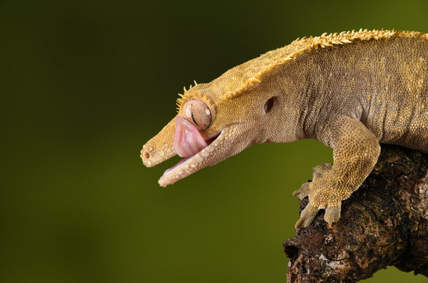 best crested gecko food