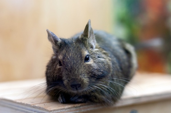 best degu cage