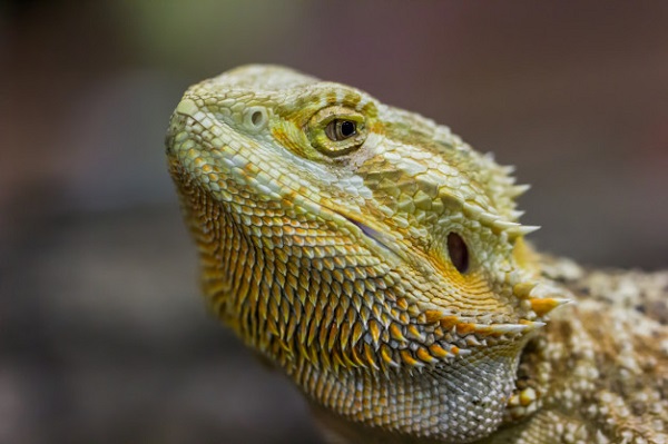 best diet for bearded dragons