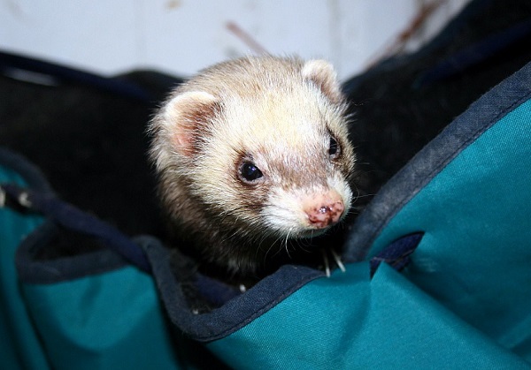 best ferret hammocks