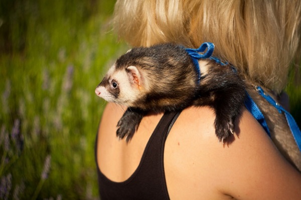 best ferret harness