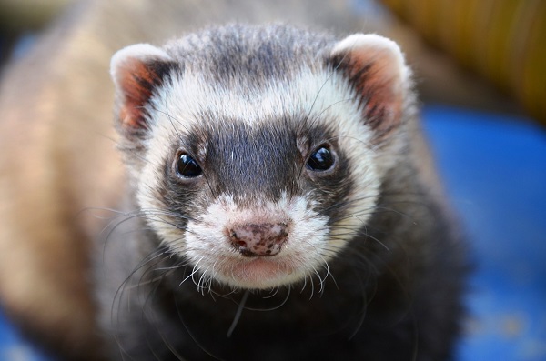 best ferret litter box