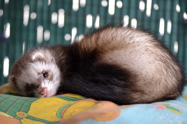 best ferret shampoo