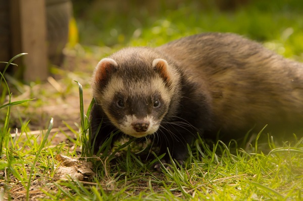 best ferret treats