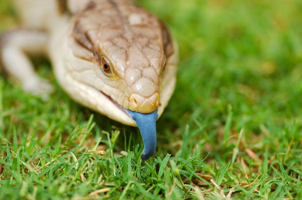best food for blue tongue skink