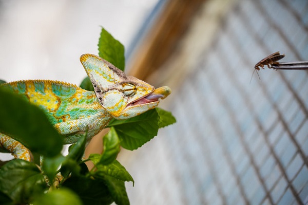 best food for chameleon