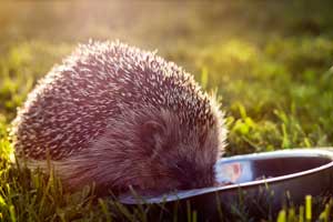 Best Food for Hedgehogs
