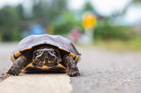 best food for tortoise