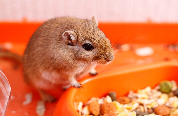 Best Gerbil Food