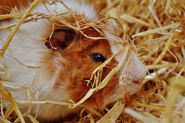 best guinea pig hay