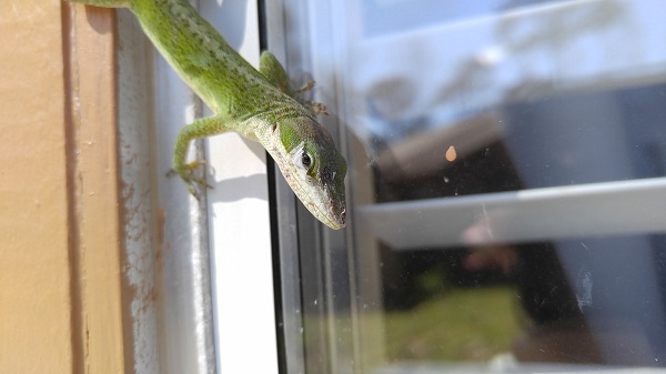 best habitat for green anoles