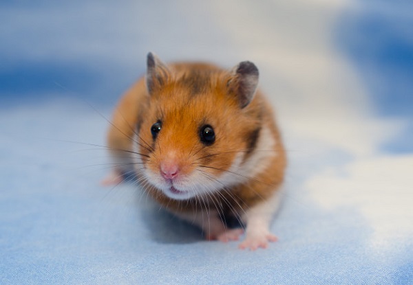 best hamster bedding