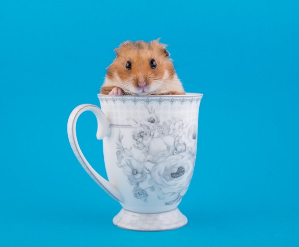 best hamster toys