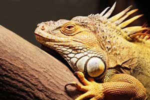 Best Heat Lamp for Iguanas