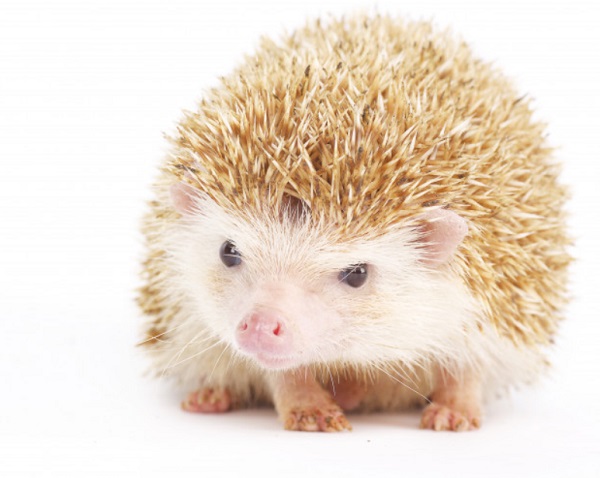Best Hedgehog Cage