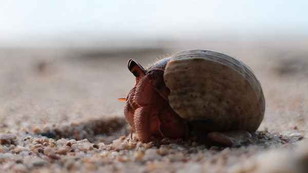 best hermit crab habitat