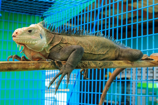 best iguana cage