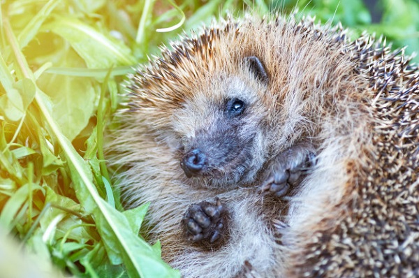 best litter for hedgehogs