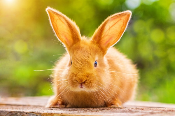 best litter for rabbits