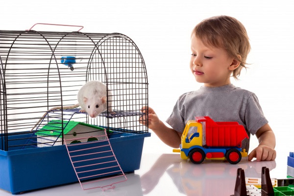 best rat cages