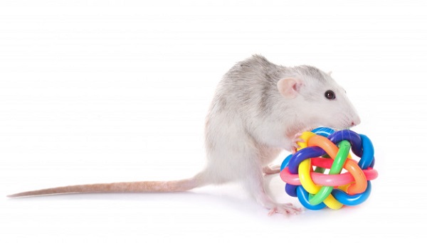 best rat toys