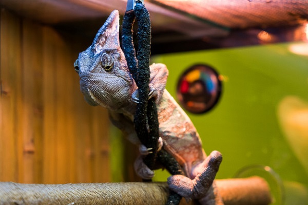 best reptile humidifier