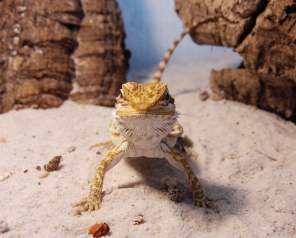 best sand for bearded dragons